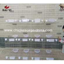 Wholesale Pigeon Racing Products Supplier